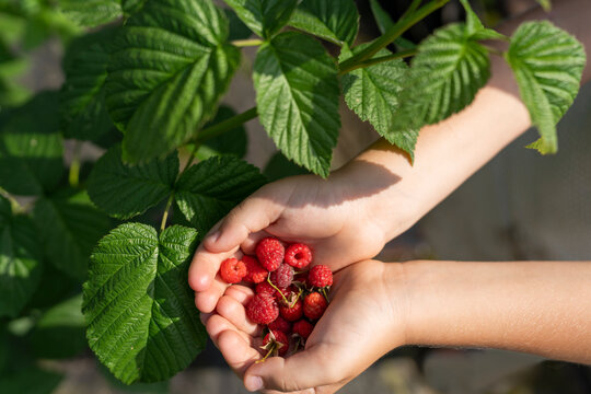 Boy holding raspberries in hand near leaves
