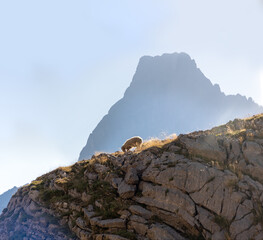 brebis dans les pyrénnées