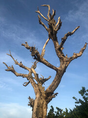 Dead tree standing alone