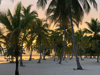 Sun sets behind a Palm forest 