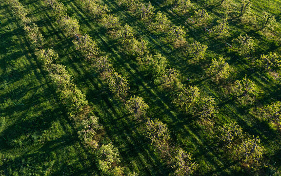 Austria, Styria, Bad Waltersdorf, Drone view of green orchard in summer