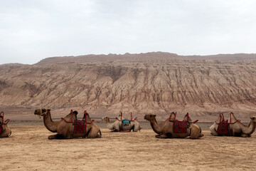 Camels under the flaming mountain in Turpan, Xinjiang Province