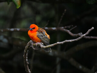 Bird with orange plumage color perching on tree in natural environment 