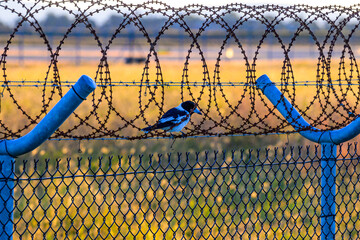 Australian magpie hunting from within barbed wire