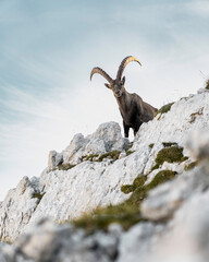 mountain capricorn on the rock