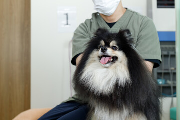 犬の整体、鍼灸院、動物病院イメージ。舌を出しているポメラニアン。