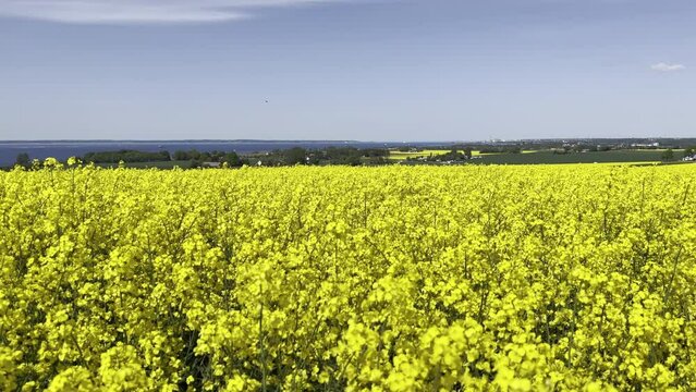The most important raw material for biodiesel is rapeseed. Blooming yellow rape, rapeseed or canola flowers in Scania, Sweden. 