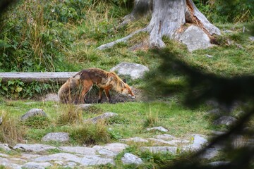 Fox in the mountain environment of the Slovak High Tatras
