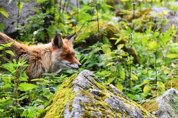 Fox in the mountain environment of the Slovak High Tatras
