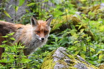 Fox in the mountain environment of the Slovak High Tatras
