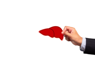 Close-up of hand holding a red liver shape symbol while standing against a transparent background.