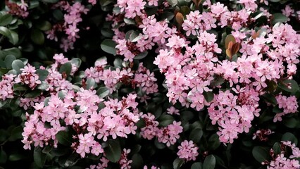 Beautiful pink flowers bloom in spring and attract bees and pollinators