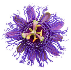 Beautiful purple and pink passiflora - Passion Flowers on isolated background - obrazy, fototapety, plakaty
