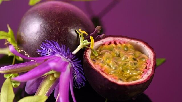 Passion fruit Maracuya with leaf and flower on purple background. Fresh organic passionfruit, Passiflora edulis, exotic fruits close up, on violet backdrop, rotating. 