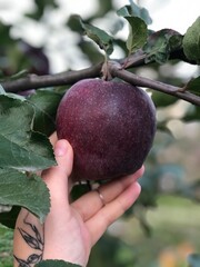 apple in hand