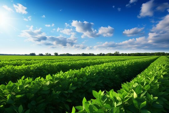 An environmentally-friendly soybean field. Generative AI