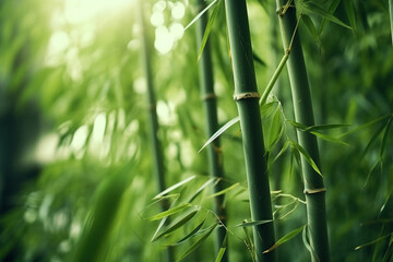 Fototapeta na wymiar A green bamboo forest