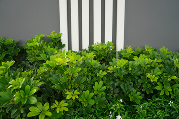 Green leaves of Edible-stemed Vine,green leaves of ornamental shrubs and raw concrete wall background ,Outdoor interior design of park at house.