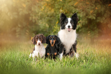 Obraz premium three dogs in nature, a beautiful portrait of pets, border collie and dachshund friends