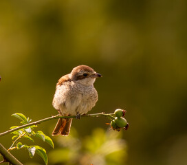 Pie grièche femelle sur sa branche un soir d'été