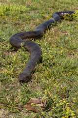 six-meter Anaconda large (Eunectes murinus) South America Venezuela.