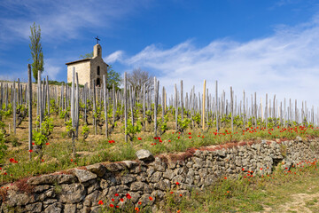 Grand cru vineyard and Chapel of Saint Christopher, Tain l'Hermitage, Rhone-Alpes, France