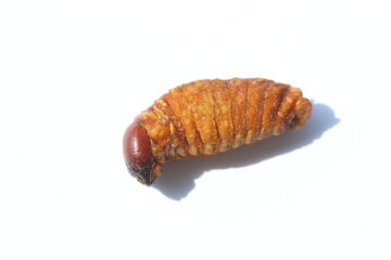 pupae of palm weevil (Rhynchophorus ferrugineus)  isolated on white background