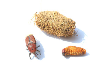 pupal case, pupae and palm weevil isolated on white background