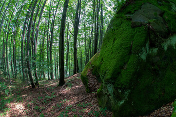 A beautiful panorama of rocks and young trees from the top of the National Reserve. Spring in the morning forest.