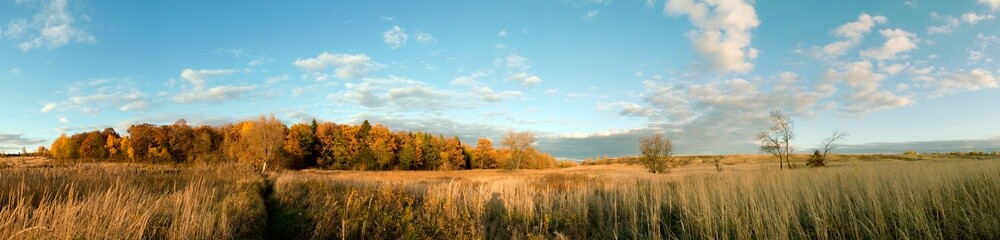 Panorama of autumn tree on a large lawn.