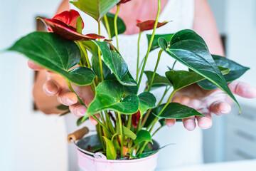 Anthurium flower care, flowering, growth at home