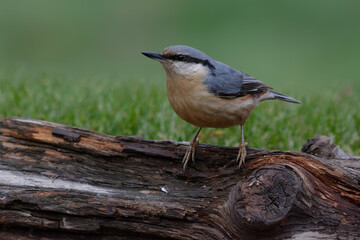 Eurasian Nuthatch (Sitta europaea)