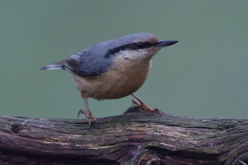 Eurasian Nuthatch (Sitta europaea)