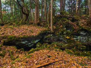 Lava tubes remaining in the forest (Lake Shoji, Yamanashi, Japan)