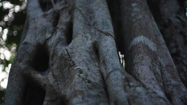 Close up of bark and aerial roots from strangler fig tree