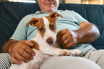 Funny Jack Russell terrier puppy sitting on the lap of middle-aged man and looking at camera. Funny small white and brown dog spending time with owner at home. Dog education.