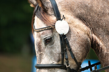 Dressage horse, buckskin, close-up of head wearing bridle and glitter browband...