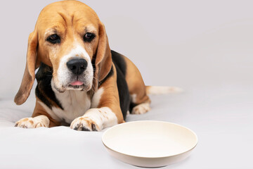 cute beagle dog with a sad face looking at an empty plate without food
