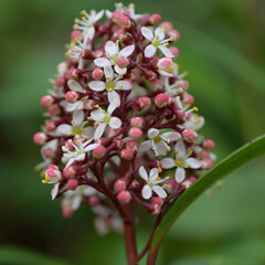 Flowers and plants