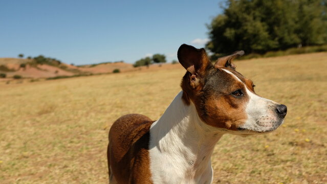 Jack rusell saltando en el campo feliz