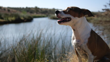 jackrusell, animal, mamifero, perro, correr, rio, campo, naturaleza, cesped, 