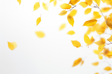 Yellow autumn leaves on a white background