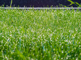 morning dew at grass in garden