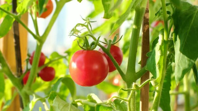A small green tomatoes and red grows on a branch close-up.