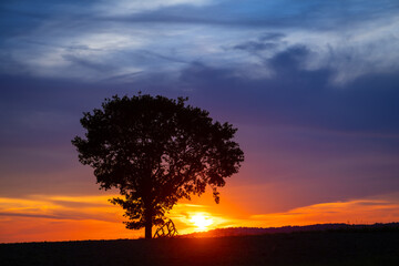 Silhouette of single tree at sunset on a field in rural landscape of Sauerland Germany, near Menden, Arnsberg and Wickede. Colorful sky gradient with clouds in twilight atmosphere on a summer evening.