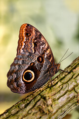 Peleides blue or common morpho (Morpho peleides) or the emperor is an iridescent tropical butterfly...