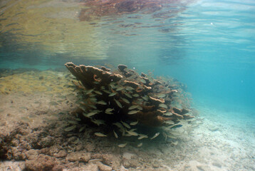 a coral reef in the crystal clear waters of the caribbean sea