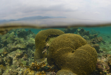 a coral reef in the crystal clear waters of the caribbean sea