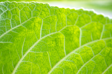 Bright green translucent leaf of mullein (Verbascum) a flowering plant in the figwort family Scrophulariaceae. Macro close up with hairy structures and veins backlit by sunlight. Organic background.