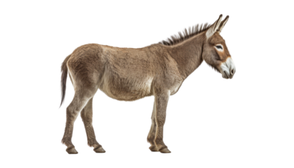 donkey isolated on transparent background cutout
